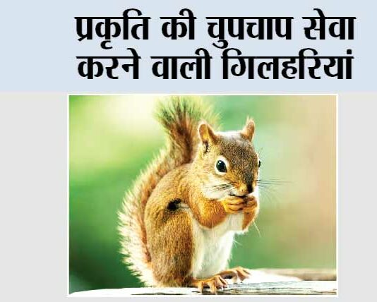 Lucky Animal Squirrel