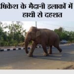 ऋषिकेश के मैदानी इलाकों में भालू, हाथी से दहशत Rishikesh News