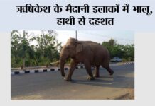 ऋषिकेश के मैदानी इलाकों में भालू, हाथी से दहशत Rishikesh News