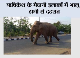 ऋषिकेश के मैदानी इलाकों में भालू, हाथी से दहशत Rishikesh News