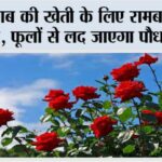 Rose Plant Care Tips