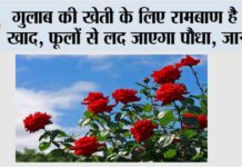 Rose Plant Care Tips