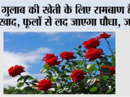 Rose Plant Care Tips