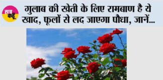 Rose Plant Care Tips