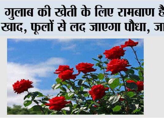 Rose Plant Care Tips