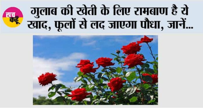 Rose Plant Care Tips