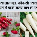 White And Red Mooli Ke Fayde: सफेद या लाल मूली, कौन-सी ज्यादा फायदेमंद? खरीदने से पहले जरूर जान लें इसके फायदे White And Red Mooli Ke Fayde