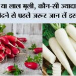 White And Red Mooli Ke Fayde: рд╕рдлреЗрдж рдпрд╛ рд▓рд╛рд▓ рдореВрд▓реА, рдХреМрди-рд╕реА рдЬреНрдпрд╛рджрд╛ рдлрд╛рдпрджреЗрдордВрдж? рдЦрд░реАрджрдиреЗ рд╕реЗ рдкрд╣рд▓реЗ рдЬрд░реВрд░ рдЬрд╛рди рд▓реЗрдВ рдЗрд╕рдХреЗ рдлрд╛рдпрджреЗ White And Red Mooli Ke Fayde