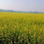 Hanumangarh Weather: धूप निकलने से पटरी पर लौटी दिनचर्या