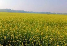 Hanumangarh Weather: धूप निकलने से पटरी पर लौटी दिनचर्या