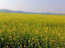 Hanumangarh Weather: धूप निकलने से पटरी पर लौटी दिनचर्या