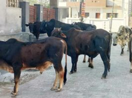 सेक्टर 6 निवासियों ने नगर परिषद से समस्या समाधान की लगाई गुहार Hanumangarh News