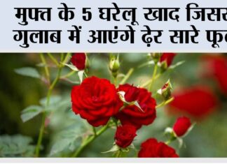 Growing Roses: मुफ्त के 5 घरेलू खाद जिससे गुलाब में आएंगे ढेर सारे फूल Growing Roses