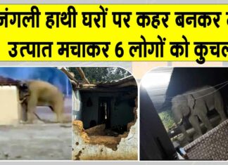 Hazaribagh Elephant Attack: जंगली हाथियों ने मचाया कोहराम, 6 की मौत, 4 एक ही परिवार के Jharkhand News