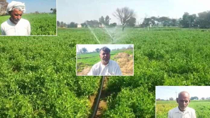 Matar ki Kheti Matar ki Kheti