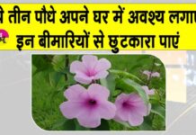 Medicinal Plants: इन 3 पौधों का हो घर में सहारा, त्वचा और पेट संबंधी रोगों से मिलेगा छुटकारा Medicinal Plants