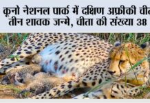 कूनो नेशनल पार्क में दक्षिण अफ्रीकी चीता ने तीन शावक जन्मे, चीता की संख्या 38 हुई New Delhi
