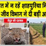 Sirsa Leopard News