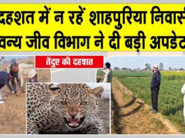 Sirsa Leopard News