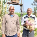 Shalgam: किचन गार्डन में ऑर्गेनिक तरीके से उगा ली 8 किलो की शलगम Kurukshetra News