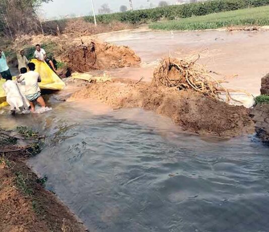 चौटाला माइनर में अचानक दरार आ जाने से किसानों में मचा हड़कंप! Sirsa News