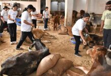 यूथ वीरांगनाओं की पहल! गौसेवा कर दिया करुणा और सेवा का संदेश