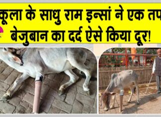 पंचकूला के डेरा सच्चा सौदा सेवादार ने समझा एक बेजुबान का दर्द