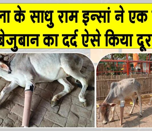 पंचकूला के डेरा सच्चा सौदा सेवादार ने समझा एक बेजुबान का दर्द