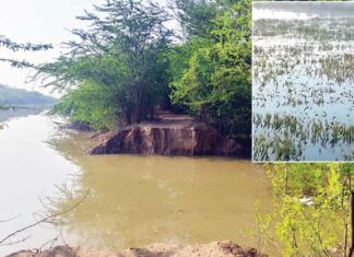 डूमवाली के पास लसाड़ा ड्रेन में 50 फुट दरार, सैकड़ों एकड़ गेहूं की फसल पानी में डूबी Sangat Mandi News