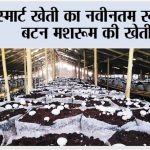 Button Mushroom ki Kheti