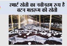 Button Mushroom ki Kheti