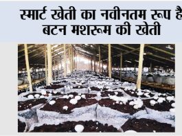 Button Mushroom ki Kheti