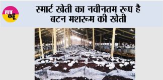 Button Mushroom ki Kheti