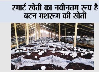 Button Mushroom ki Kheti