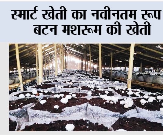 Button Mushroom ki Kheti