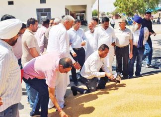 ऐलनाबाद एसडीएम ने रानियां में किया मंडी का निरीक्षण, गेहूं खरीद शुरू Sirsa News