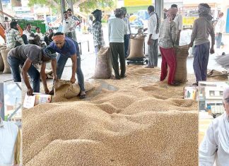 Farmers News: मंडी में इंतजार करते रहे किसान, केंद्रीय टीम की शर्तों ने बढ़ाई किसानों की चिंता Sirsa News