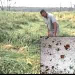 Punjab Weather News: मौसम विभाग के रेड अलर्ट के बीच पंजाब में भारी ओलावृष्टि, किसान चिंतित