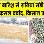 Sirsa Rains: रानियां मंडी हुई पानी-पानी! बारिश से 60-70 प्रतिशत तक फसल बर्बाद, खरीद ठप Sirsa News