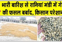 Sirsa Rains: रानियां मंडी हुई पानी-पानी! बारिश से 60-70 प्रतिशत तक फसल बर्बाद, खरीद ठप Sirsa News