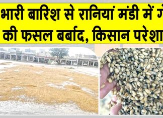 Sirsa Rains: रानियां मंडी हुई पानी-पानी! बारिश से 60-70 प्रतिशत तक फसल बर्बाद, खरीद ठप Sirsa News