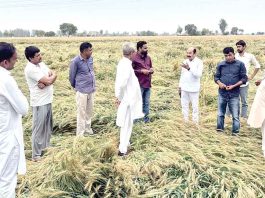 Sirsa Rains: बारिश ने की किसानों की सरसों व गेहूं की फसल बर्बाद Sirsa News