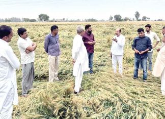 Sirsa Rains: बारिश ने की किसानों की सरसों व गेहूं की फसल बर्बाद Sirsa News