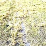 कुदरती कहर: संगरूर में बारिश और ओलावृष्टि से गेहूं की फसल तबाह Sangrur News