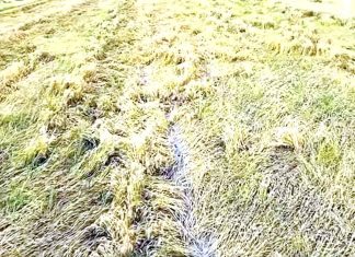 कुदरती कहर: संगरूर में बारिश और ओलावृष्टि से गेहूं की फसल तबाह Sangrur News